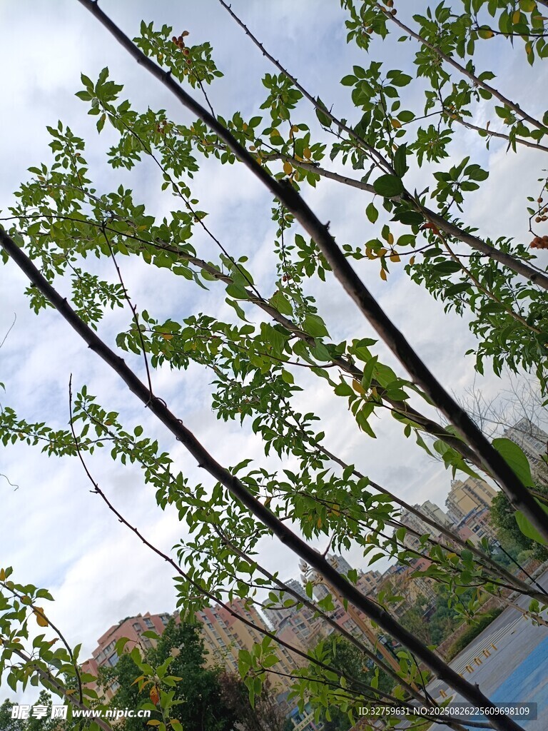枝头绿叶映蓝天