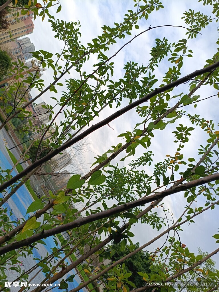 枝头新绿映蓝天