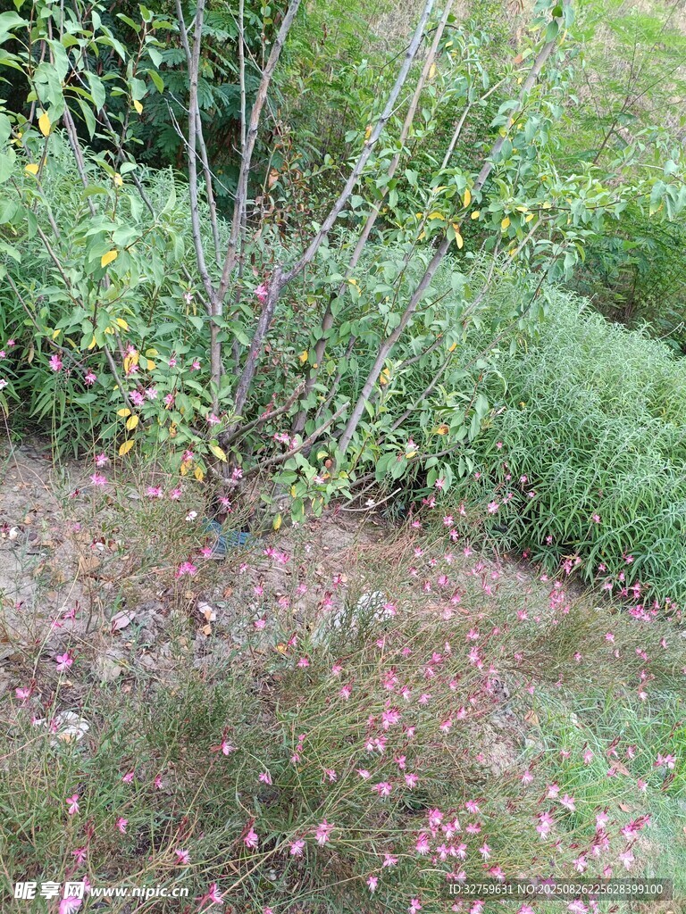 落叶铺地的绿植景观