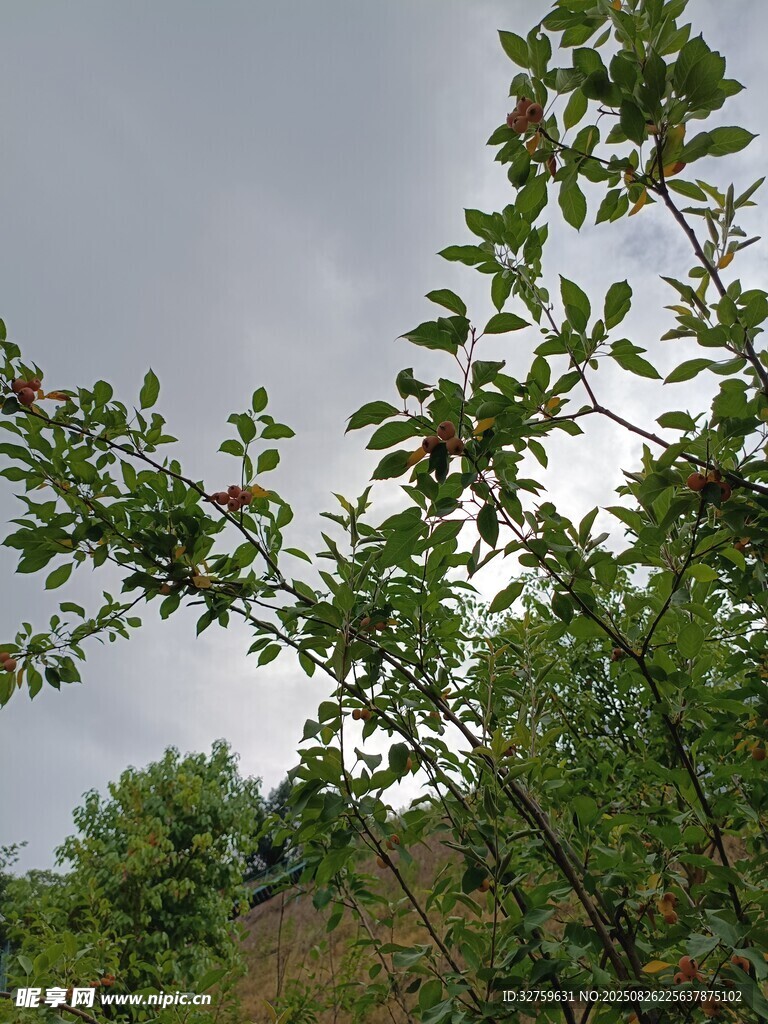 枝头绿叶映灰蒙天空