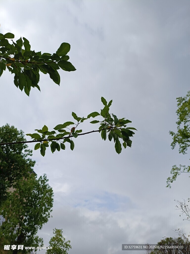 枝叶伸向天空的绿意景象