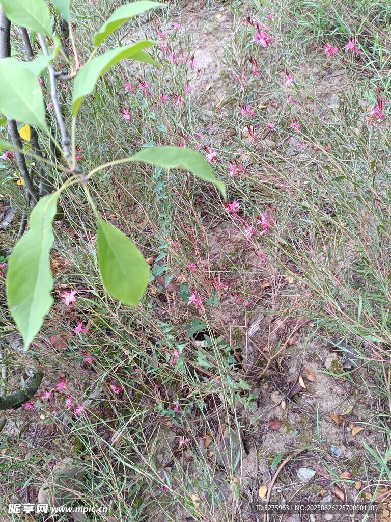 地上散落的粉色花瓣