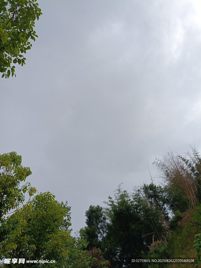 仰视绿树与天空景象