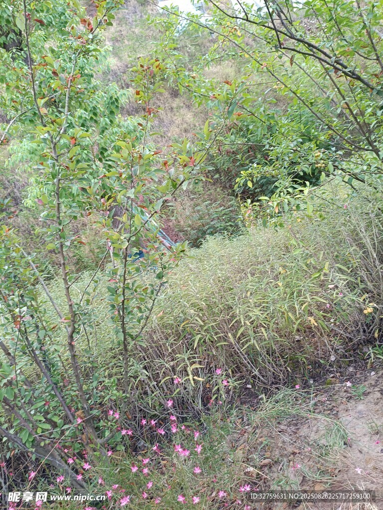 野外茂密植被景观