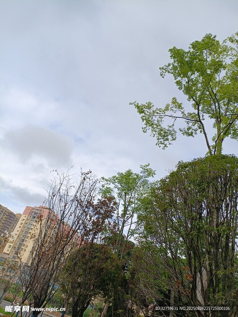 山间绿树与朦胧远景