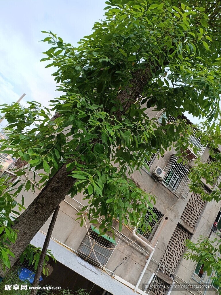 楼旁绿树生机盎然