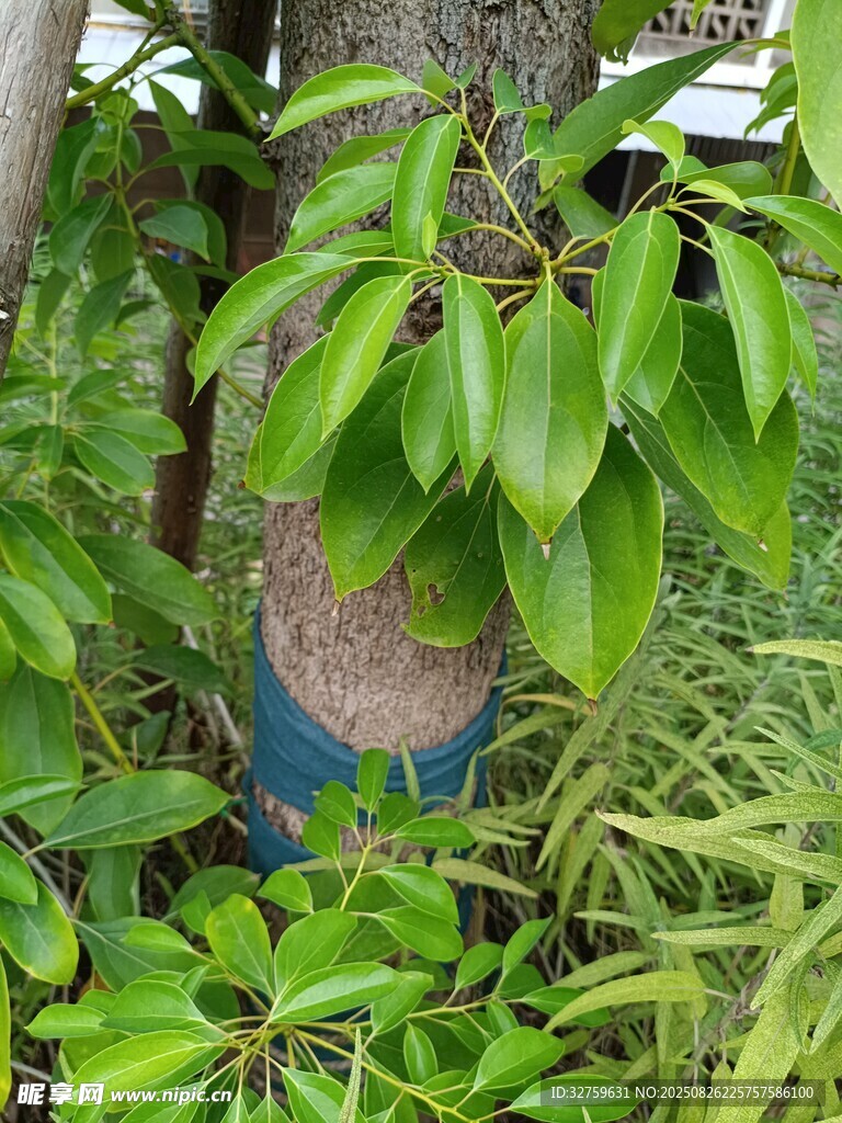树干旁的翠绿繁茂植物