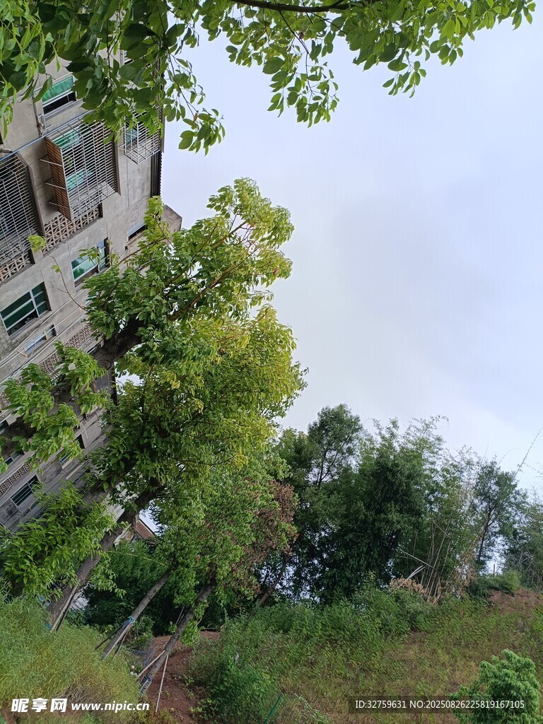绿树环绕的多层建筑
