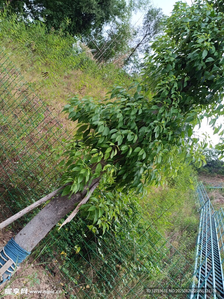 山坡绿植缠绕的场景