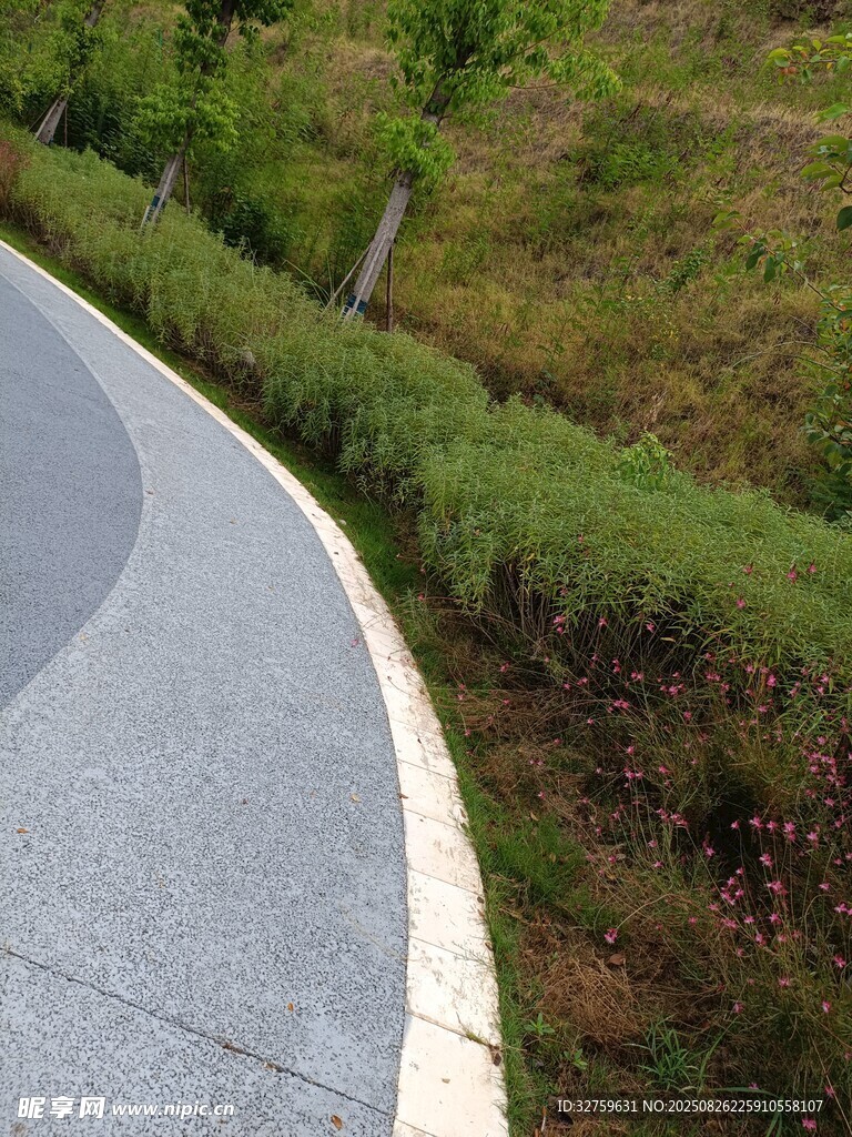 蜿蜒小路旁的葱郁绿植