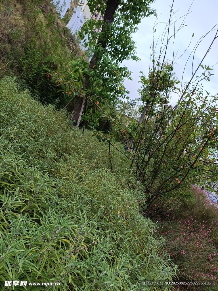 山坡上的繁茂绿植