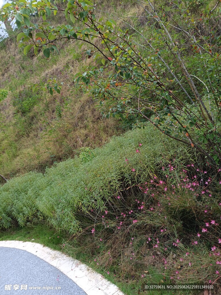 路边绿意盎然的植被景观