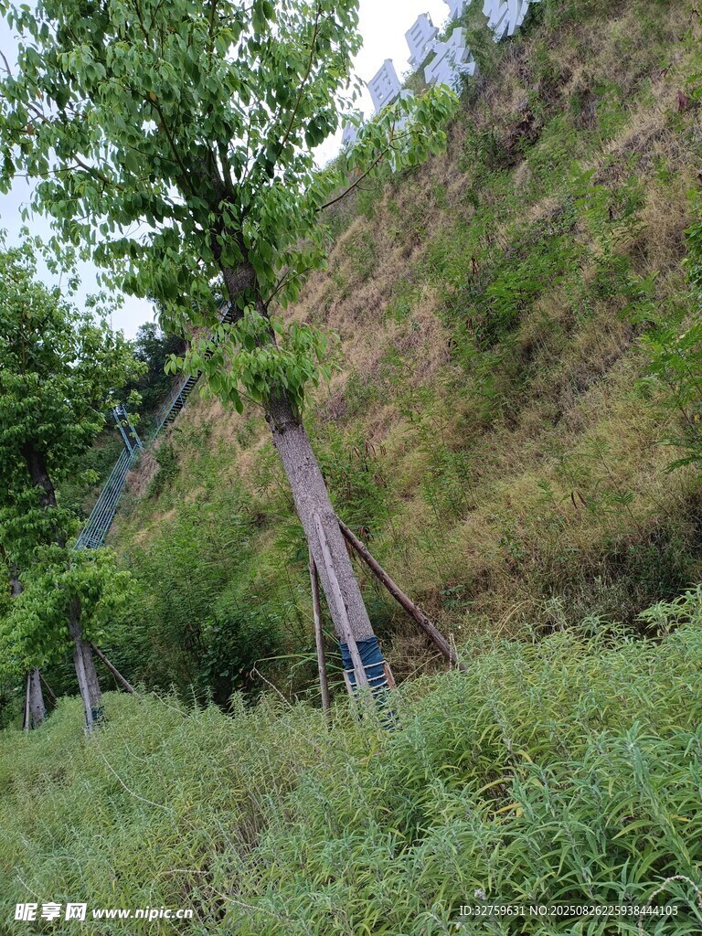 山坡上的树木与繁茂植被