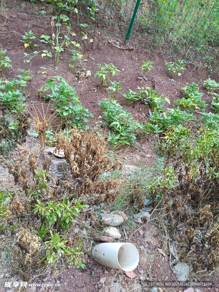 杂草丛生的荒废田地