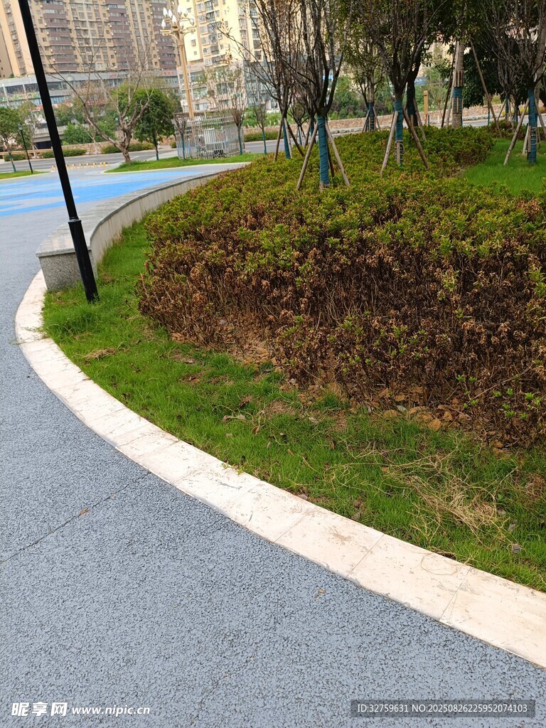 城市公园小径旁绿植景观