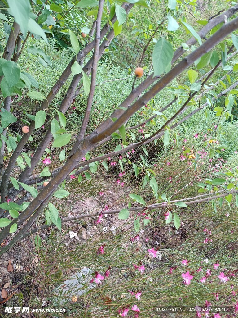 林间粉色小花与繁茂枝叶