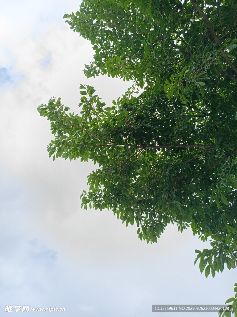 绿叶映蓝天的清新景致