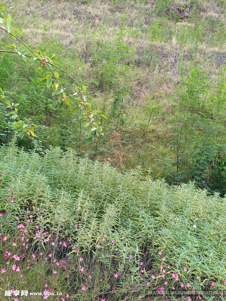 野外繁茂绿植景观