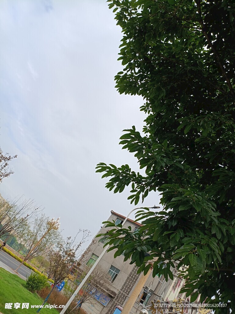 绿树掩映下的建筑景观