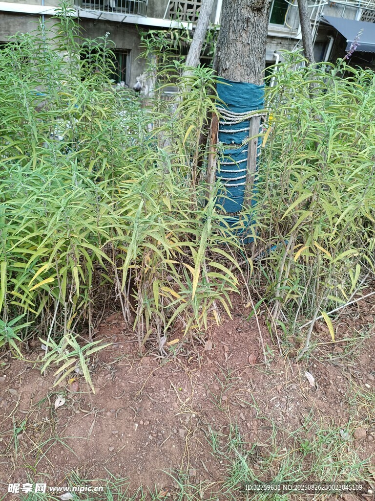 树干缠绕蓝布的绿植场景