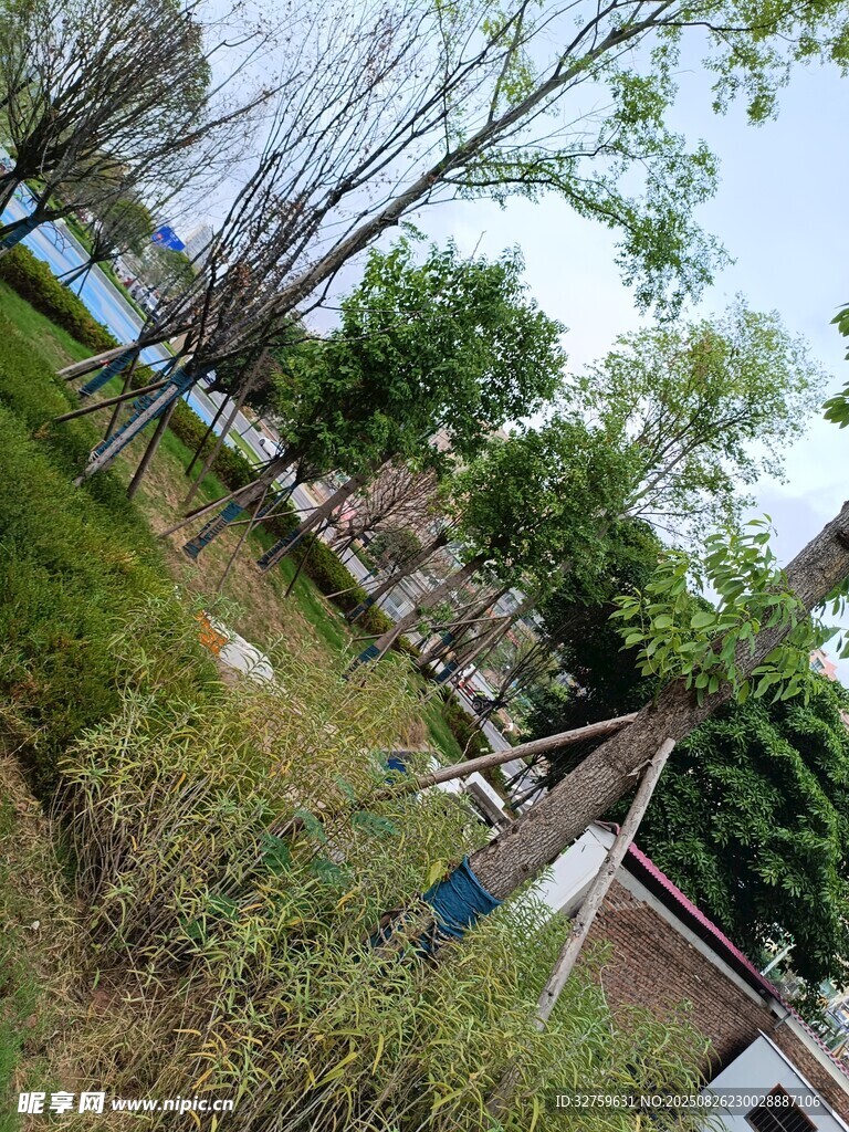 户外自然景观中的树木