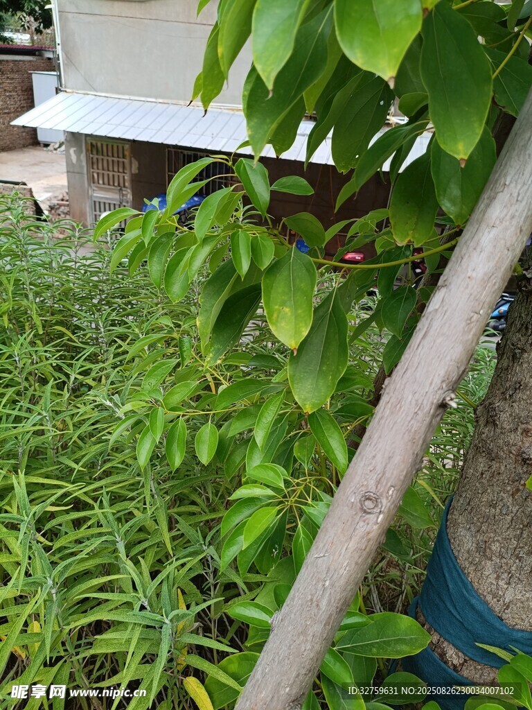 庭院中的绿植景观