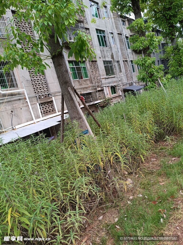 荒废庭院杂草丛生景象