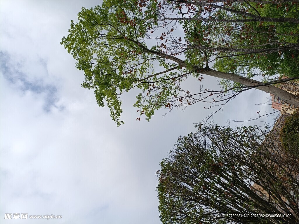 仰视绿树与天空的景致