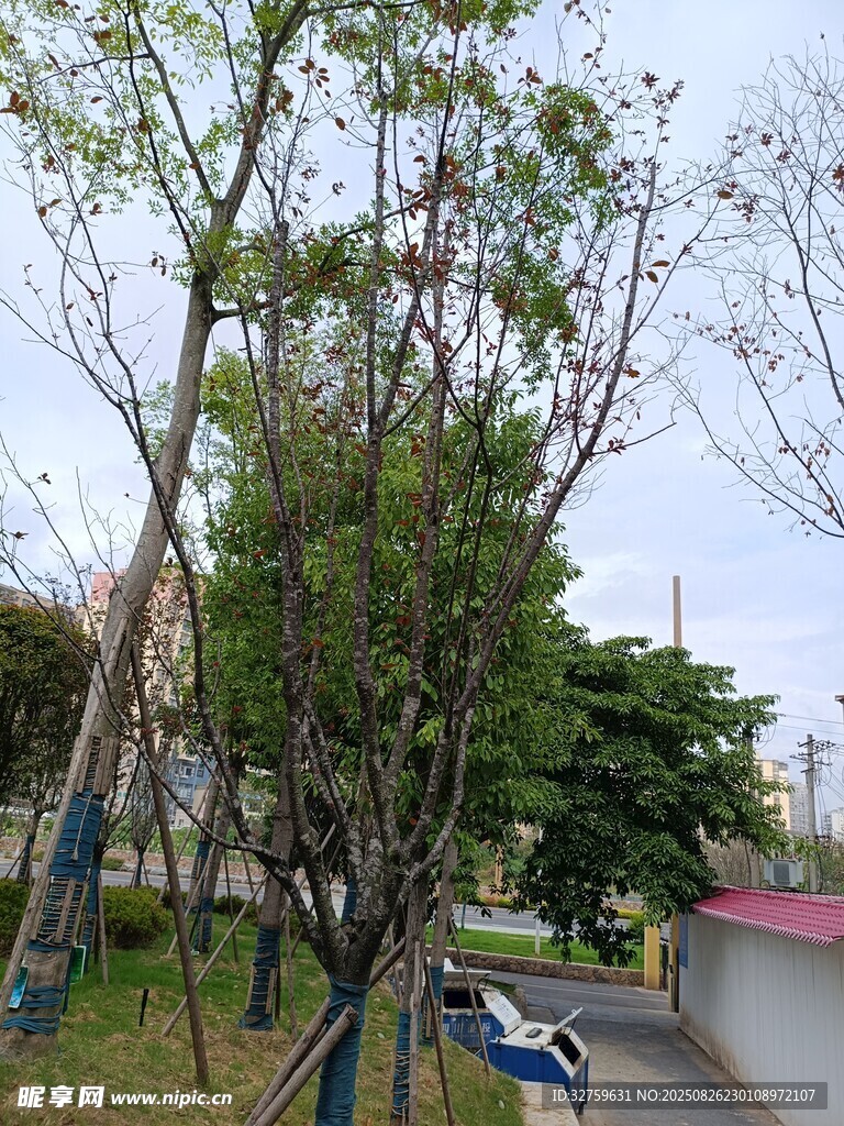 户外绿树环绕的休闲场景