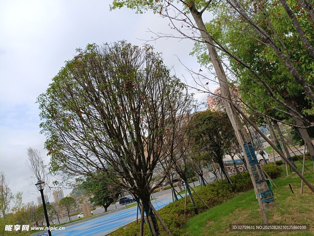 公园绿树景观