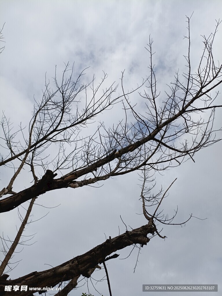 枯树枝干 