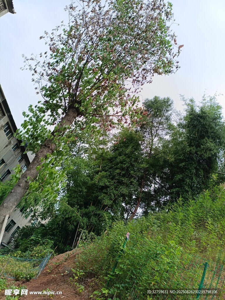 乡村路旁繁茂绿树与植被
