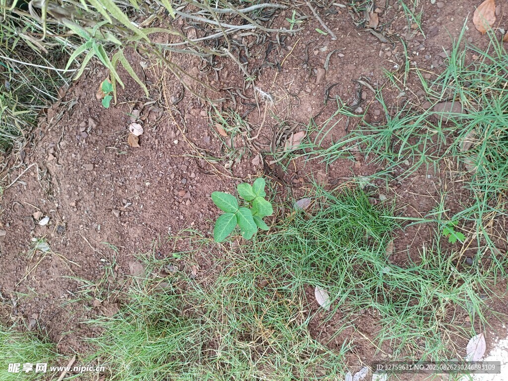 泥土中的嫩绿小植物