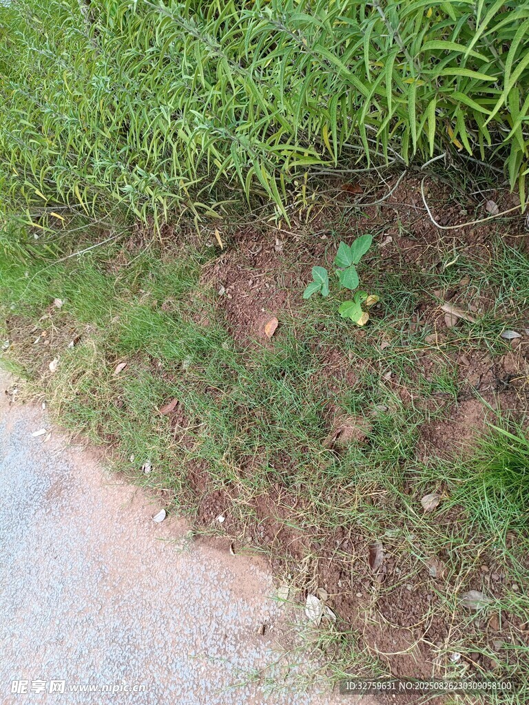 路边草地旁的嫩绿小植物