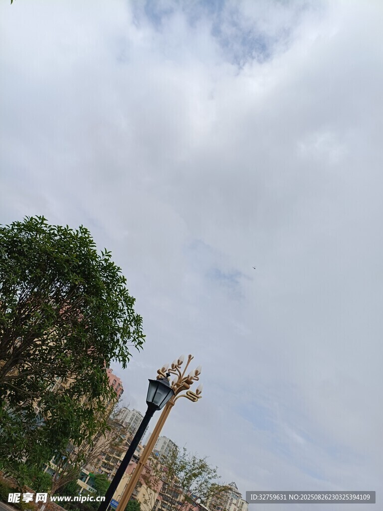 户外树木与天空景象