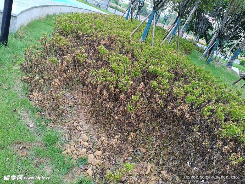 路边的绿植灌木丛