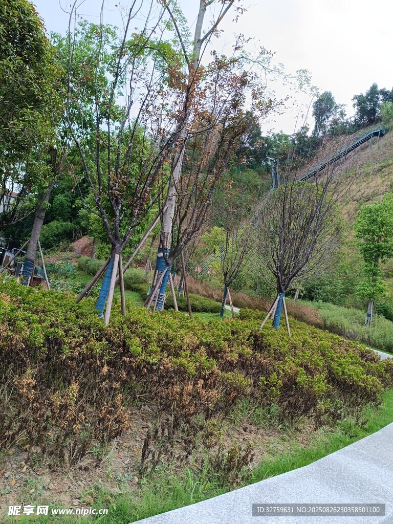 路边绿意盎然的自然景致