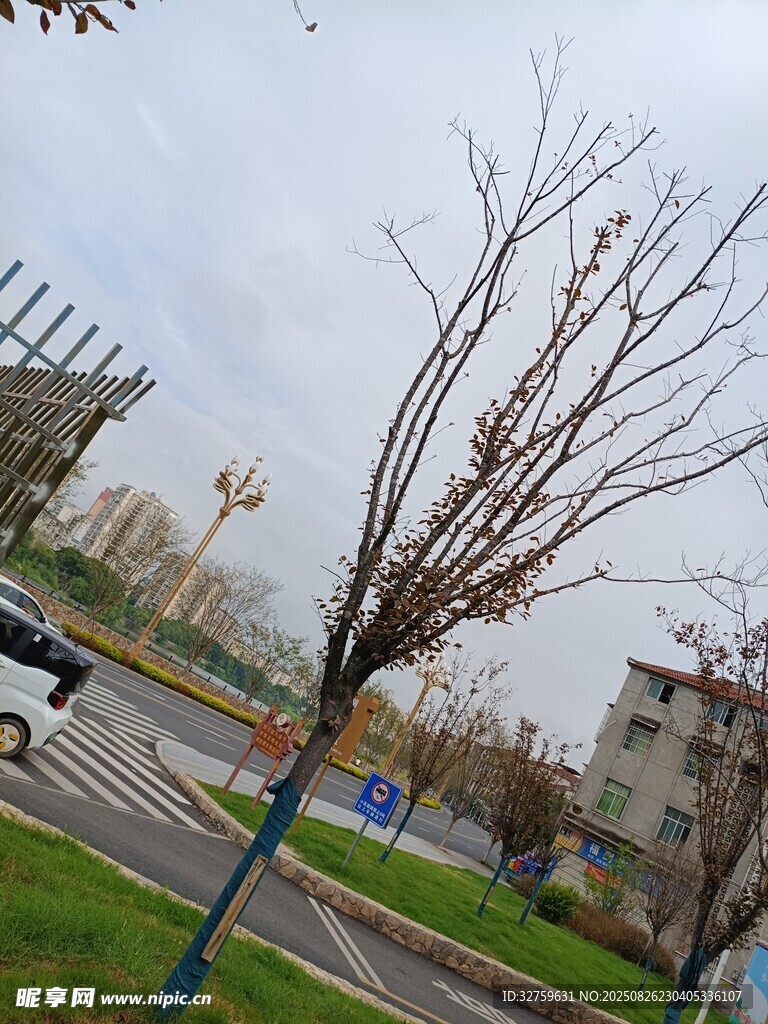 冬日路旁光秃树木景象