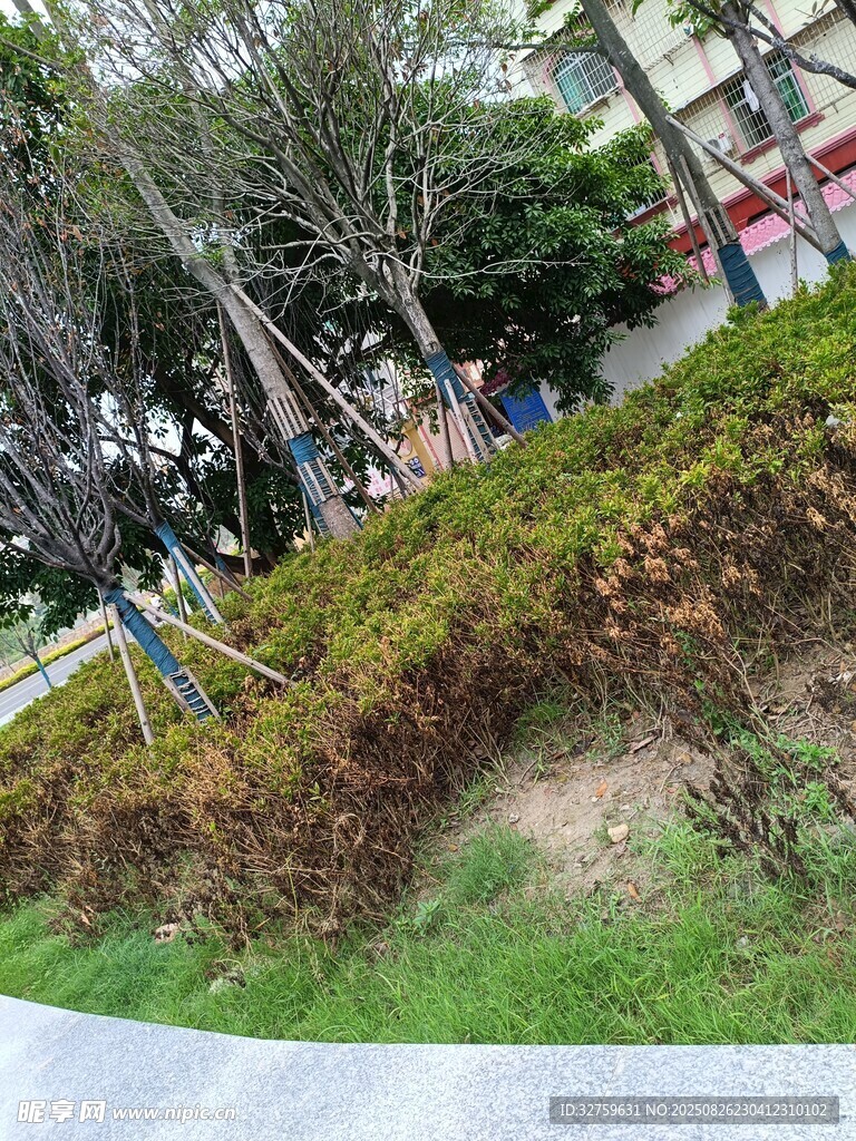 城市绿植景观一角