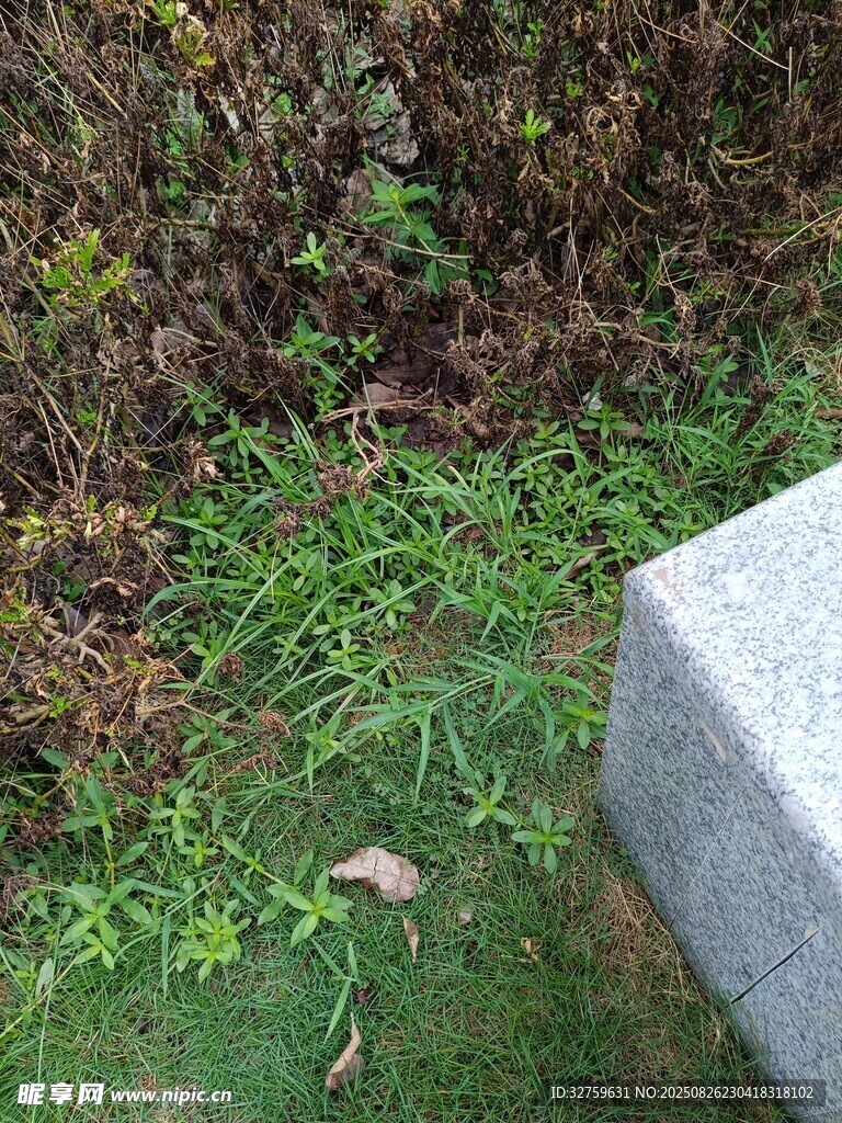 石旁绿植景观