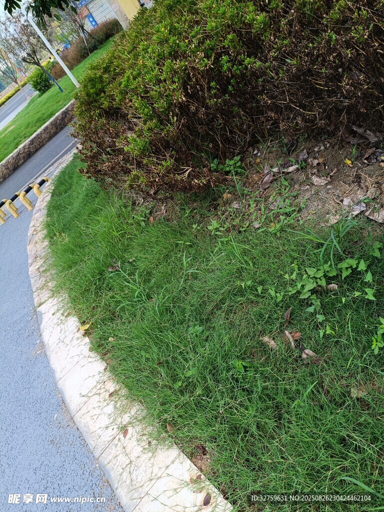 路边绿意盎然的草地