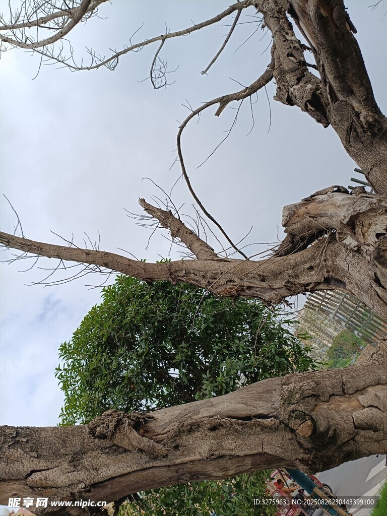 枯树枝干与葱郁绿树对比