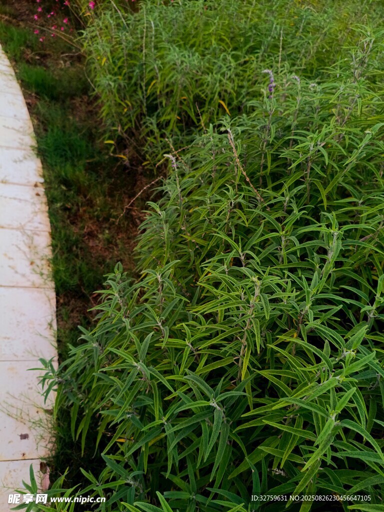 路边嫩绿植物生机盎然