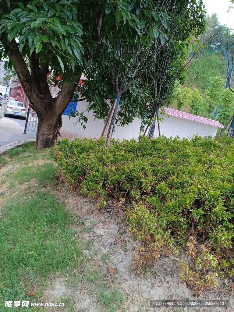 路边绿植景观