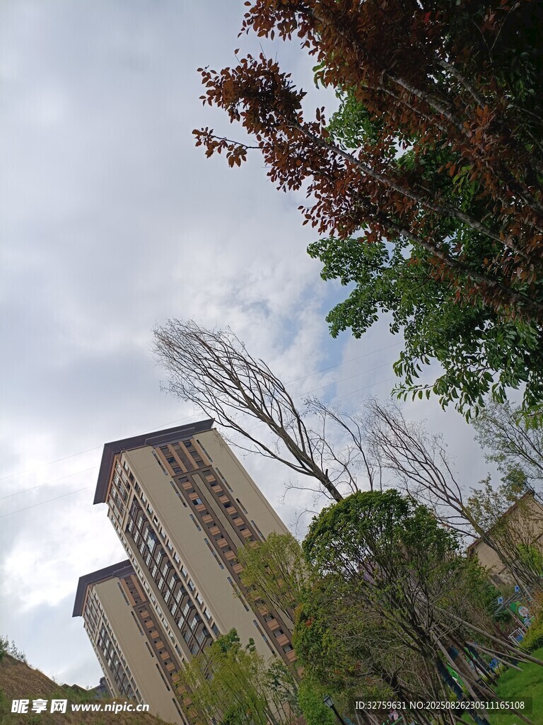 城市高楼旁的绿树与天空