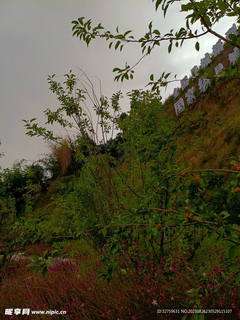 山坡绿植景象
