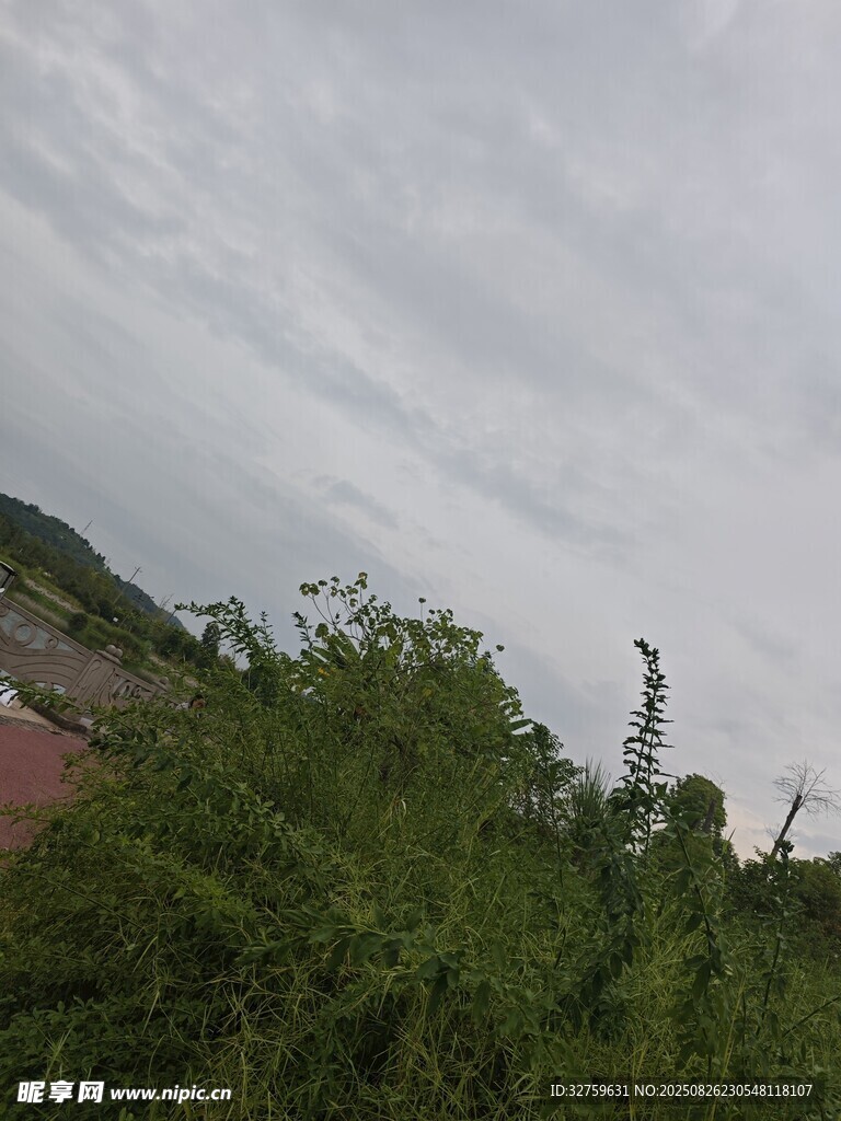 阴天中的绿植与远处景象