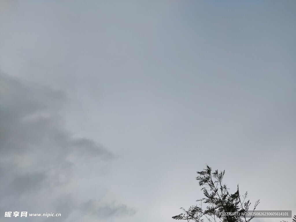 天空下的树梢