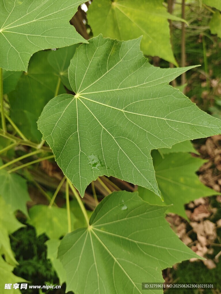 翠绿枫叶特写