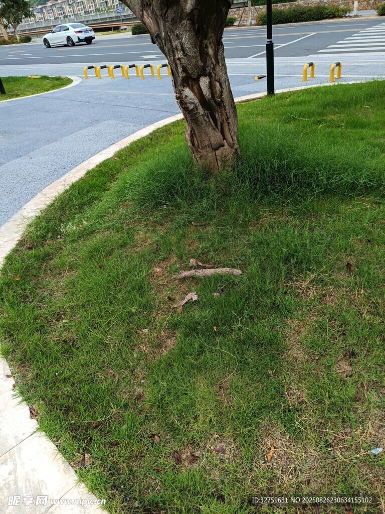 路边草地与树干景象
